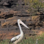 _800Mt Borradaile - Cooper Creek_5675_m_Pelican